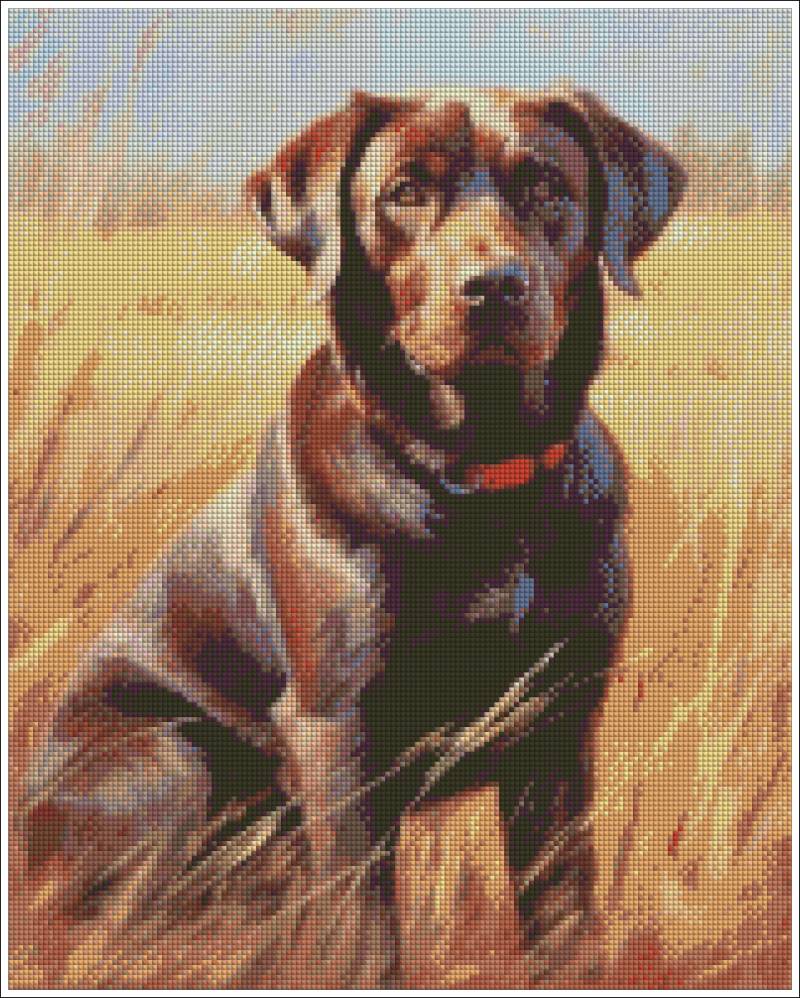 Painting of a brown labrador sitting in tall grass. Labrador Retriever - Diamond art