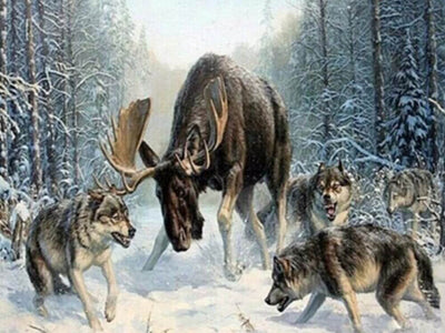 Wolf hunting a moose in a snowy forest. Moose Wolves - Diamond painting