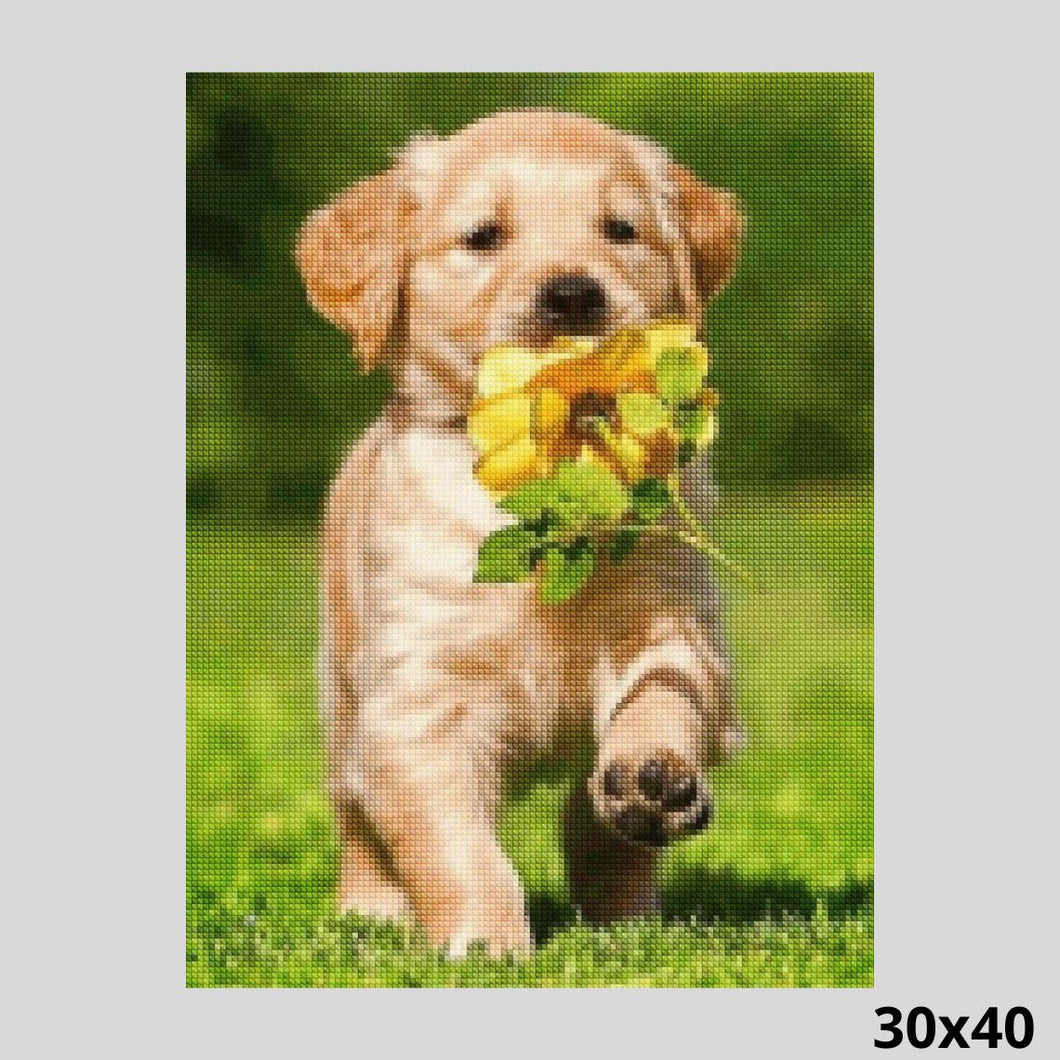 Dog Walking with Flower 30x40 - Diamond Art